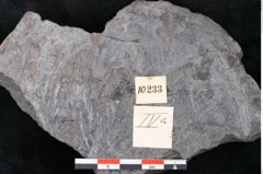 Foto (Detailansicht) von Flabellaria sublongirhachis Ettingshausen (NHMW-GEO-2024-0188-10233)